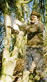 Tony Aubrey cutting boxwood